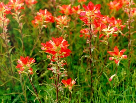 close up of red and yellow wildflowers and a link to the adopt a highway page