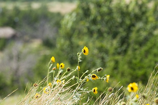 small sunflowers growing in the wild and a link to the about beautification page